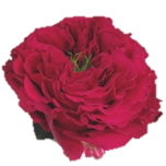 Hot Pink Mayra Roses de jardin d'Equateur Ethiflora